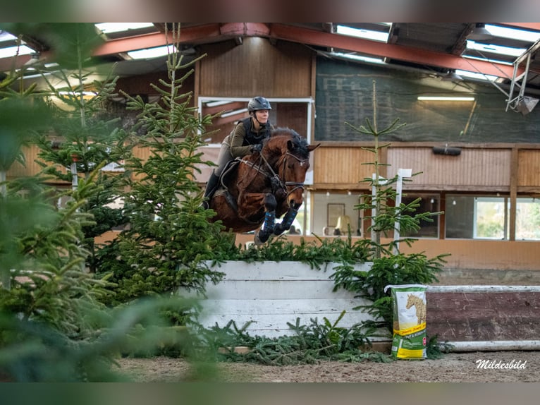 Caballo de salto Oldenburgo Caballo castrado 6 años 168 cm Castaño in Esens