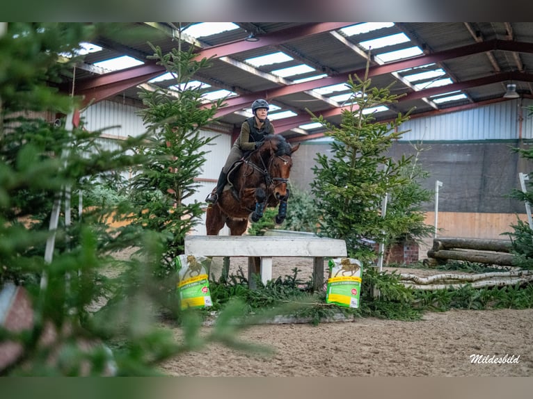 Caballo de salto Oldenburgo Caballo castrado 6 años 168 cm Castaño in Esens