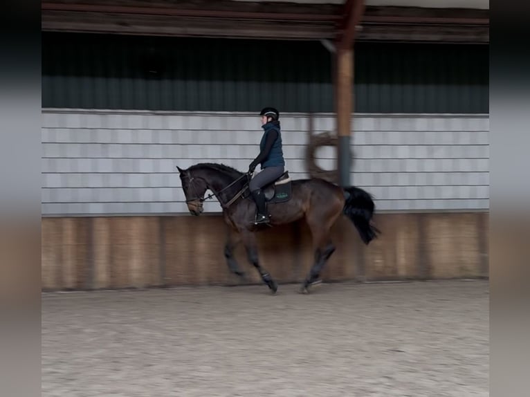 Caballo de salto Oldenburgo Caballo castrado 6 años 168 cm Castaño oscuro in Oud Gastel