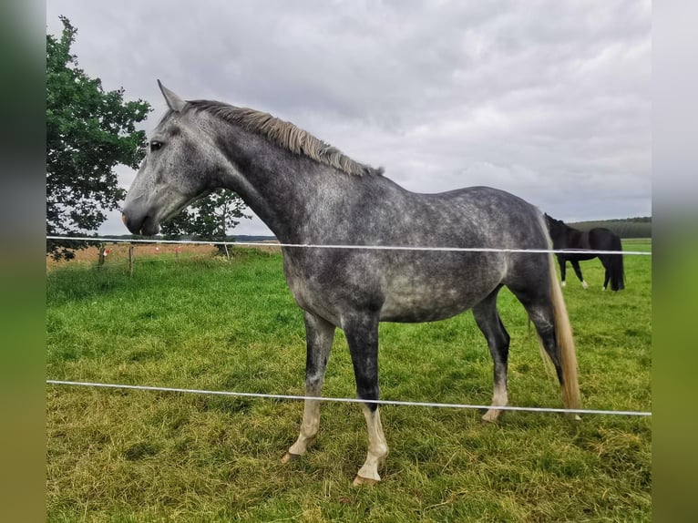 Caballo de salto Oldenburgo Caballo castrado 6 años 168 cm Tordo picazo in Steinburg