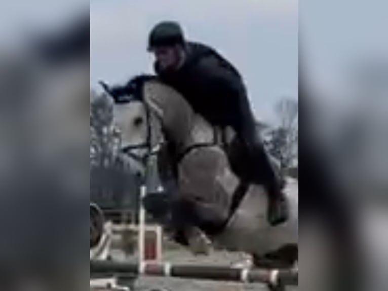 Caballo de salto Oldenburgo Caballo castrado 6 años 168 cm Tordo rodado in Willich