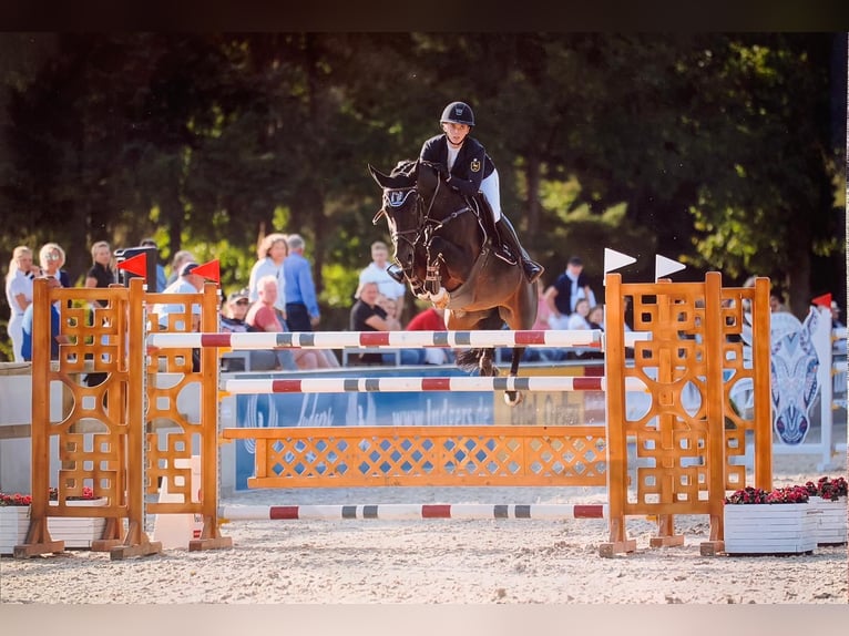 Caballo de salto Oldenburgo Caballo castrado 6 años 169 cm Castaño in Temecula