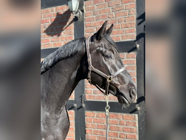 Caballo de salto Oldenburgo Caballo castrado 6 años 169 cm Negro in Lohne (Oldenburg)