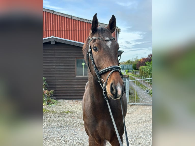 Caballo de salto Oldenburgo Caballo castrado 6 años 170 cm Castaño in Würselen