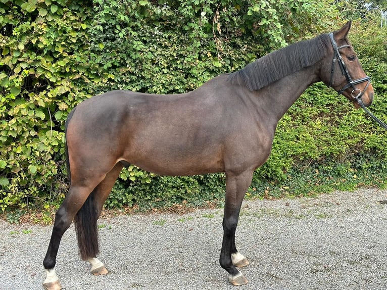 Caballo de salto Oldenburgo Caballo castrado 6 años 170 cm Castaño in Würselen