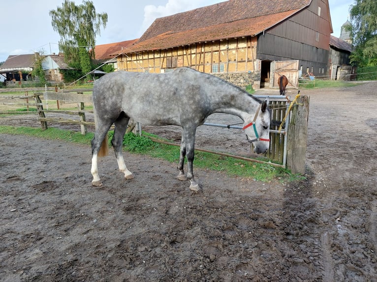 Caballo de salto Oldenburgo Caballo castrado 6 años 170 cm Tordo in Wabern- Hebel