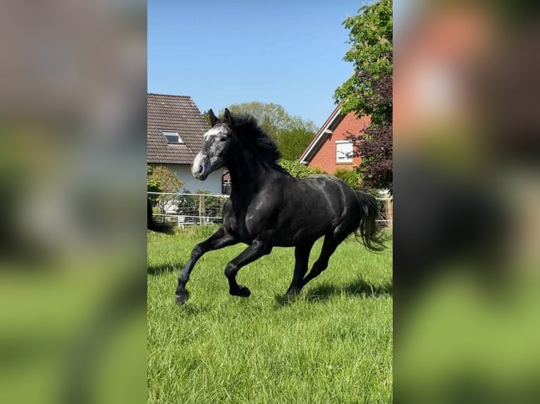 Caballo de salto Oldenburgo Caballo castrado 6 años 170 cm Tordo rodado in Pinneberg