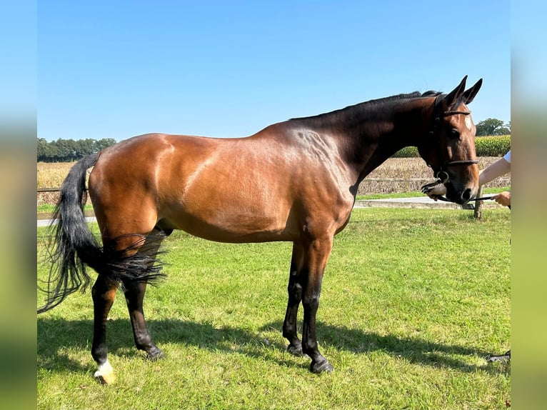 Caballo de salto Oldenburgo Caballo castrado 6 años 171 cm Castaño in Versmold