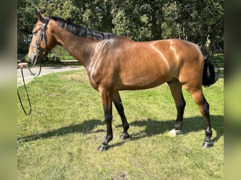 Caballo de salto Oldenburgo Caballo castrado 6 años 171 cm Castaño in Versmold