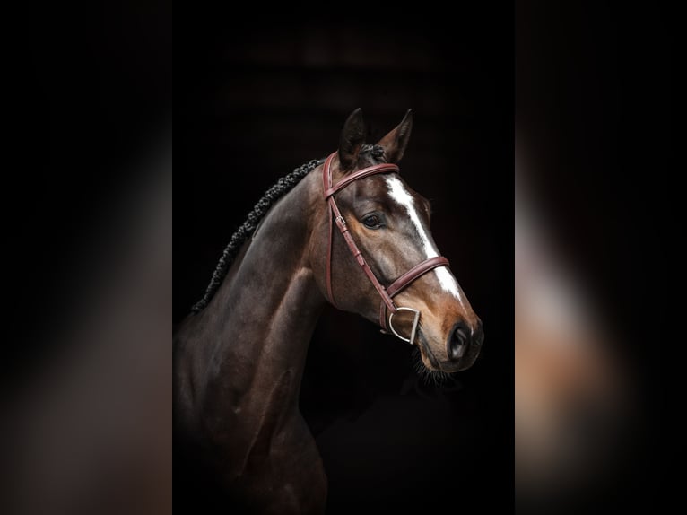 Caballo de salto Oldenburgo Caballo castrado 6 años 171 cm Castaño oscuro in Lastrup