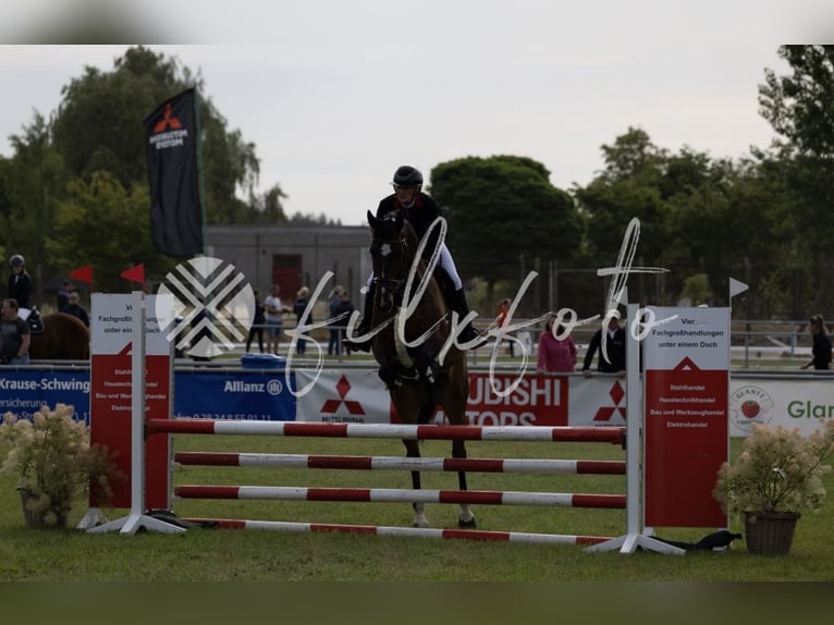Caballo de salto Oldenburgo Caballo castrado 6 años 172 cm Castaño oscuro in Trassenheide