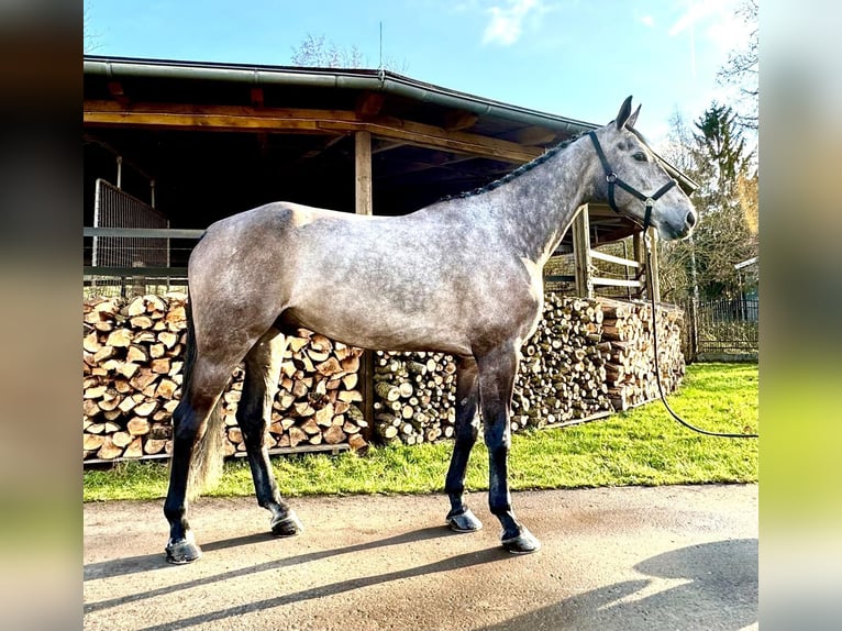 Caballo de salto Oldenburgo Caballo castrado 6 años 172 cm Musgo in Sangerhausen