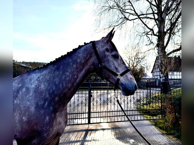 Caballo de salto Oldenburgo Caballo castrado 6 años 172 cm Musgo in Sangerhausen