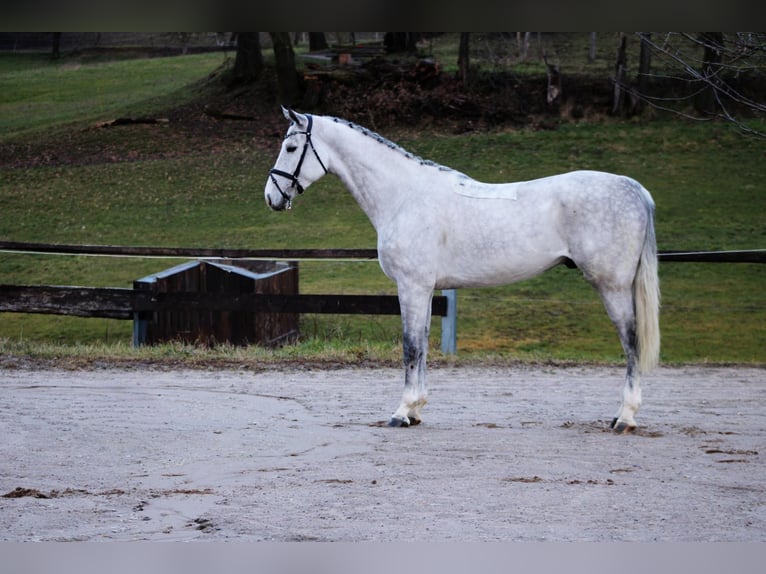 Caballo de salto Oldenburgo Caballo castrado 6 años 172 cm Tordo in Modautal