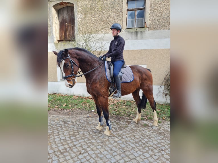 Caballo de salto Oldenburgo Caballo castrado 6 años 173 cm Castaño in Mügeln