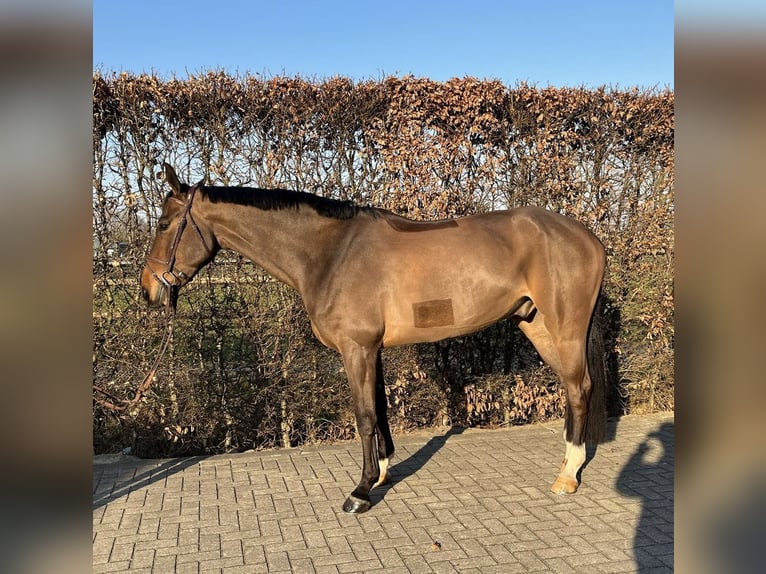 Caballo de salto Oldenburgo Caballo castrado 6 años 175 cm Castaño in Kevelaer