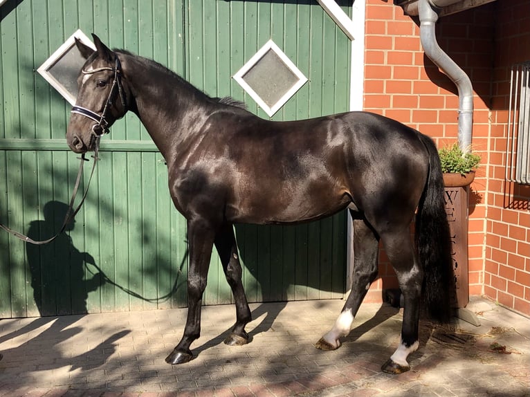 Caballo de salto Oldenburgo Caballo castrado 6 años 175 cm Morcillo in Bötersen