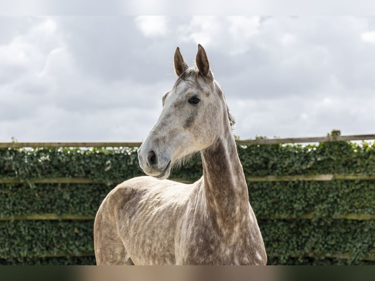 Caballo de salto Oldenburgo Caballo castrado 6 años 177 cm Tordo in Waddinxveen