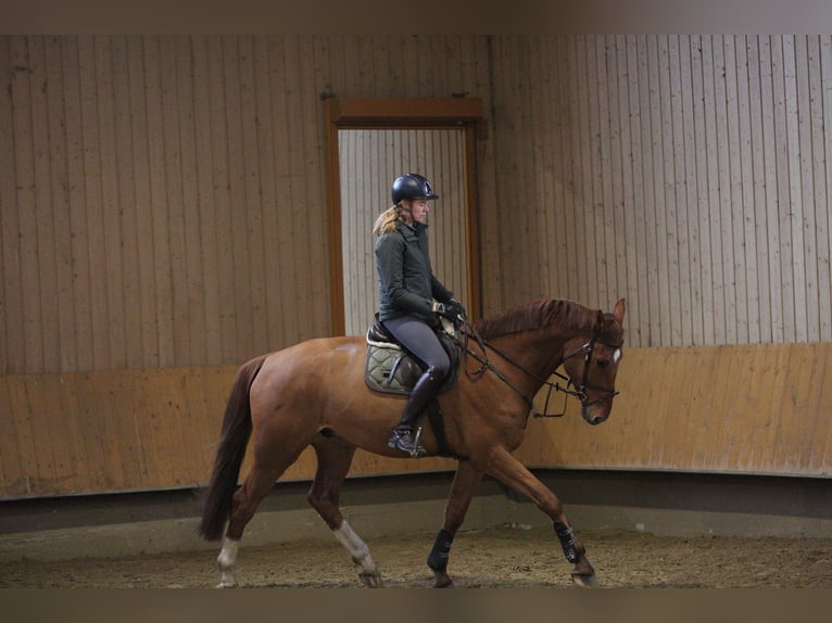 Caballo de salto Oldenburgo Caballo castrado 6 años 178 cm Alazán in Paderborn