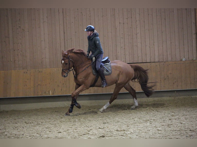 Caballo de salto Oldenburgo Caballo castrado 6 años 178 cm Alazán in Paderborn