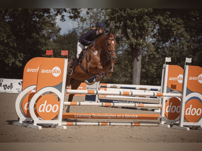 Caballo de salto Oldenburgo Caballo castrado 6 años 178 cm Alazán in Paderborn