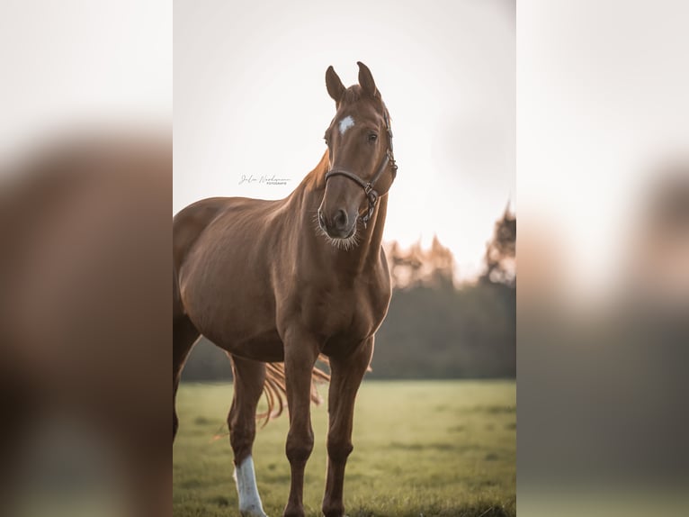 Caballo de salto Oldenburgo Caballo castrado 6 años 178 cm Alazán in Paderborn