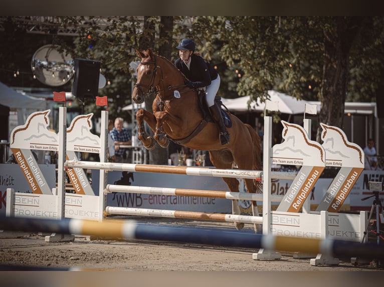 Caballo de salto Oldenburgo Caballo castrado 6 años 178 cm Alazán in Paderborn