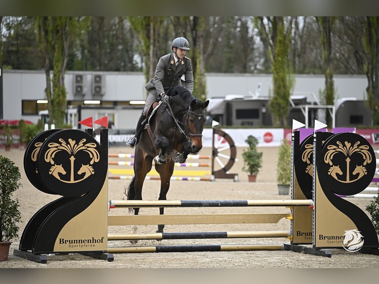 Caballo de salto Oldenburgo Caballo castrado 6 años 179 cm Castaño oscuro in Wien, Leopoldstadt