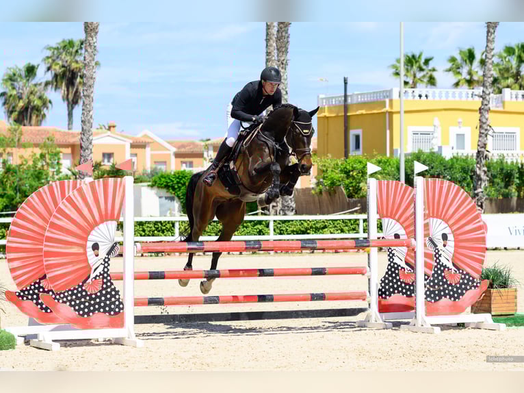 Caballo de salto Oldenburgo Caballo castrado 6 años 183 cm Castaño oscuro in Lohmar