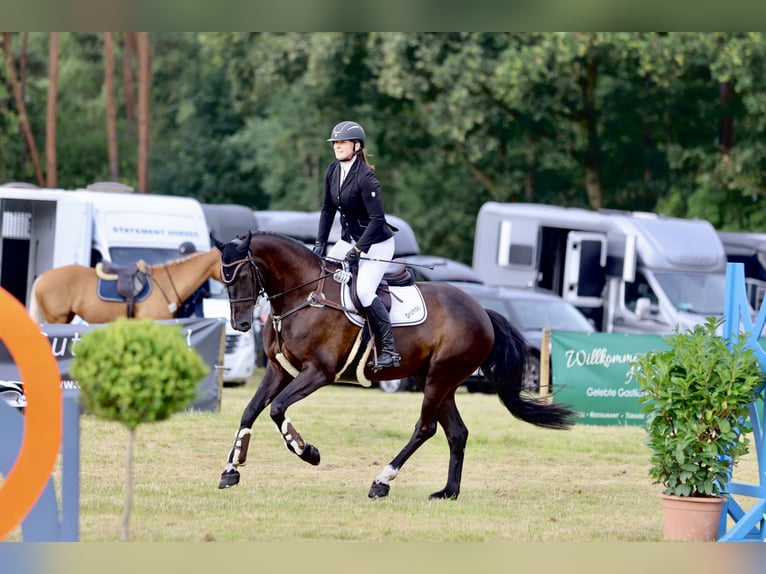 Caballo de salto Oldenburgo Caballo castrado 6 años in Elmshorn