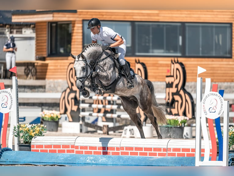 Caballo de salto Oldenburgo Caballo castrado 6 años in Zduchovice