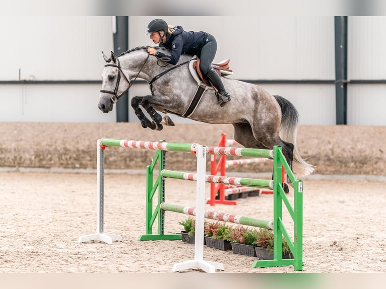 Caballo de salto Oldenburgo Caballo castrado 6 años in Zduchovice