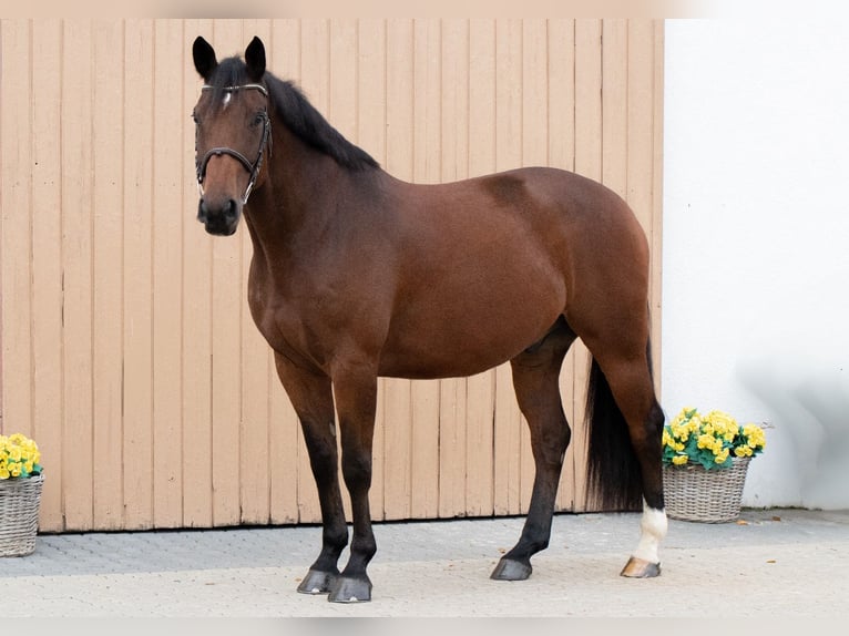 Caballo de salto Oldenburgo Caballo castrado 7 años 164 cm Castaño in Herschbach