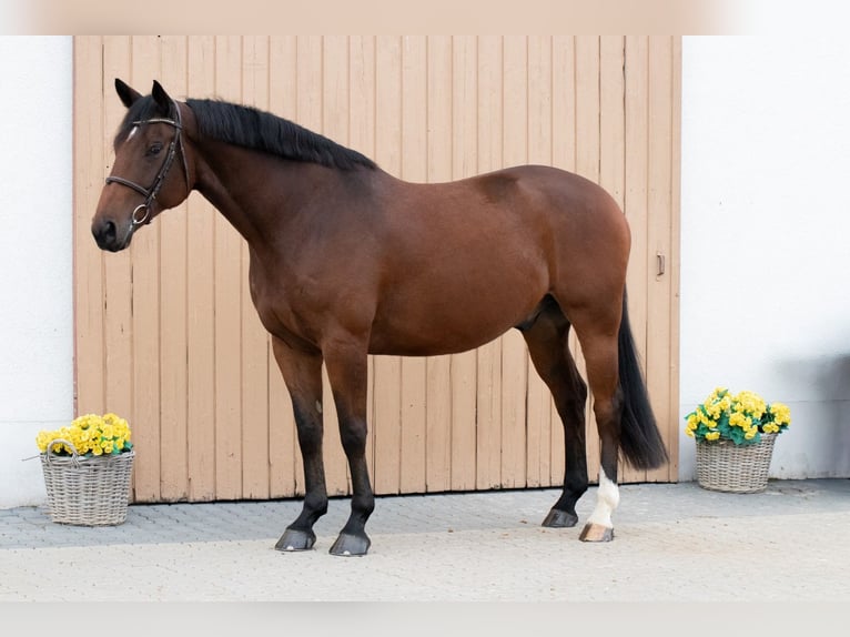 Caballo de salto Oldenburgo Caballo castrado 7 años 164 cm Castaño in Herschbach