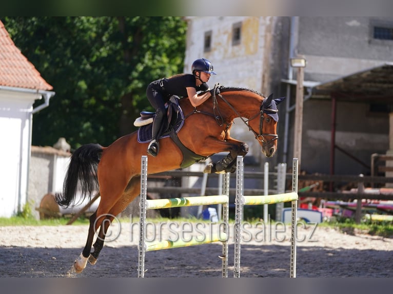 Caballo de salto Oldenburgo Caballo castrado 7 años 164 cm Castaño in Benesov