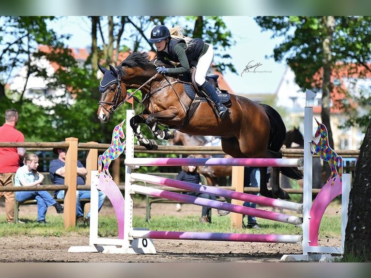 Caballo de salto Oldenburgo Caballo castrado 7 años 164 cm Castaño oscuro in Mörstadt