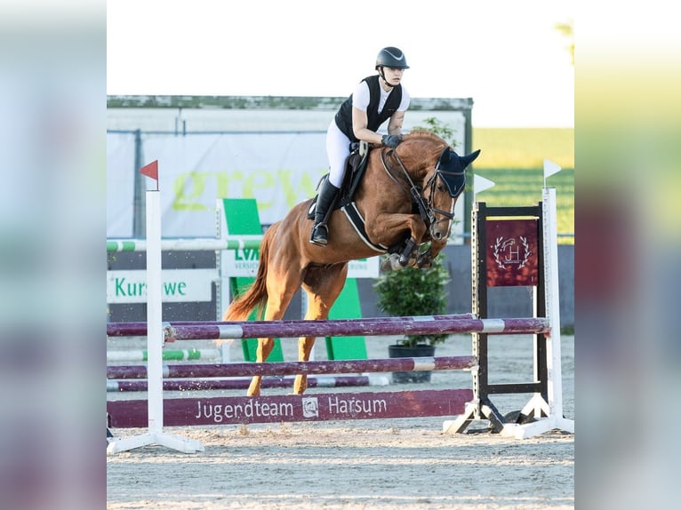 Caballo de salto Oldenburgo Caballo castrado 7 años 165 cm Alazán in Lachendorf
