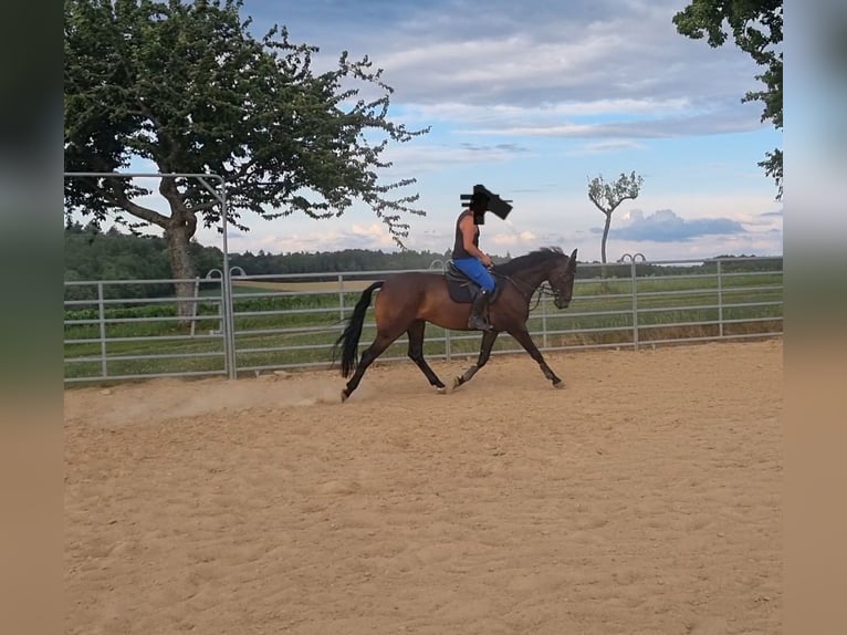 Caballo de salto Oldenburgo Caballo castrado 7 años 165 cm Morcillo in Sinsheim