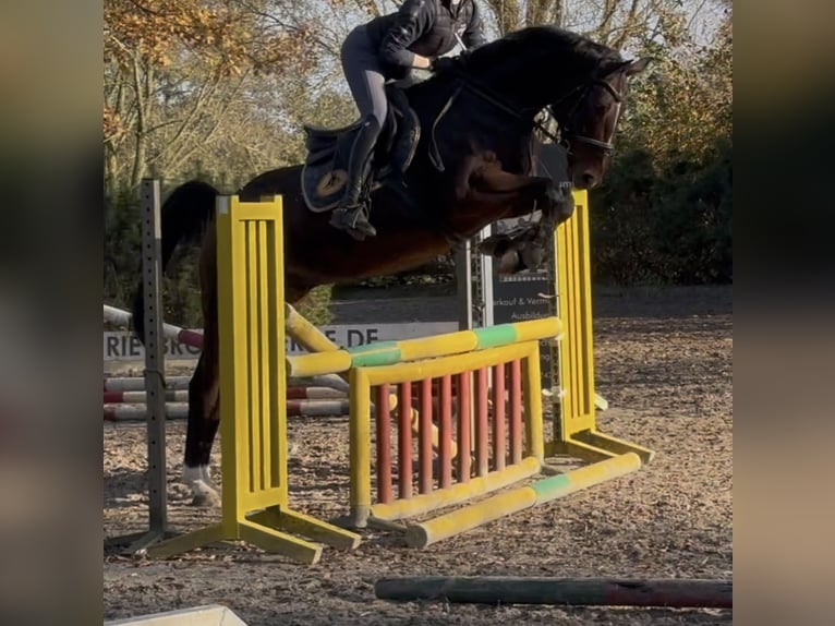 Caballo de salto Oldenburgo Caballo castrado 7 años 166 cm Castaño oscuro in Sottrum