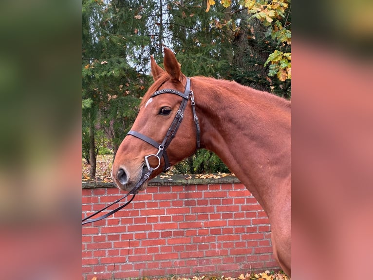 Caballo de salto Oldenburgo Caballo castrado 7 años 167 cm Alazán in Lachendorf