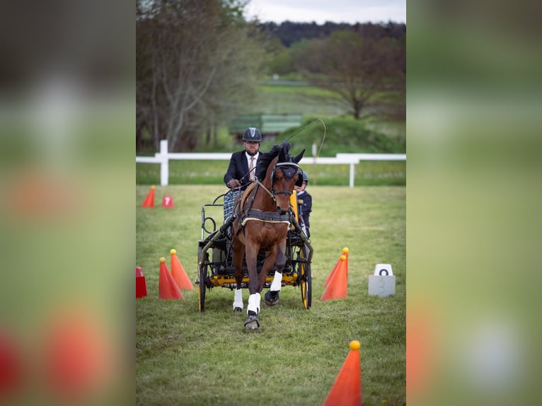 Caballo de salto Oldenburgo Caballo castrado 7 años 167 cm Castaño in Vaihingen an der Enz