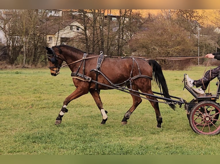 Caballo de salto Oldenburgo Caballo castrado 7 años 167 cm Castaño in Vaihingen an der Enz