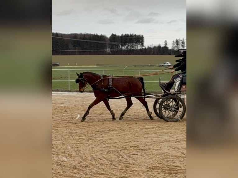 Caballo de salto Oldenburgo Caballo castrado 7 años 167 cm Castaño in Vaihingen an der Enz