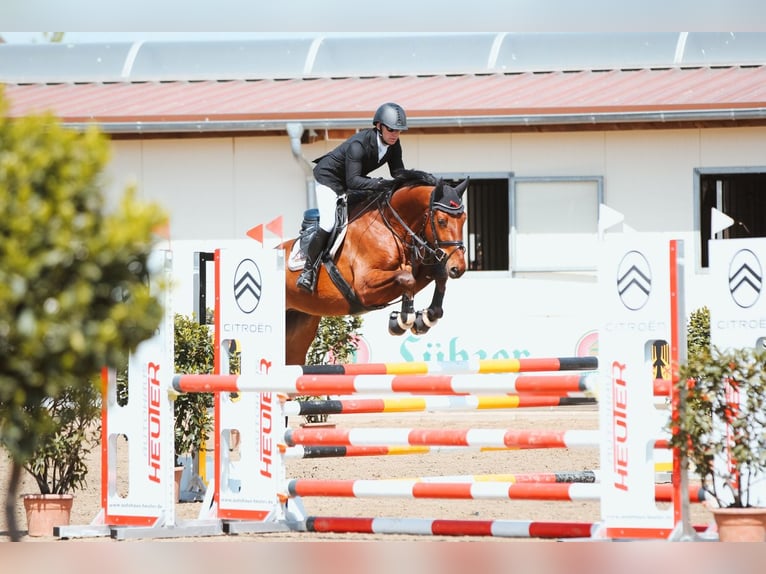 Caballo de salto Oldenburgo Caballo castrado 7 años 168 cm Castaño in PenigPenig