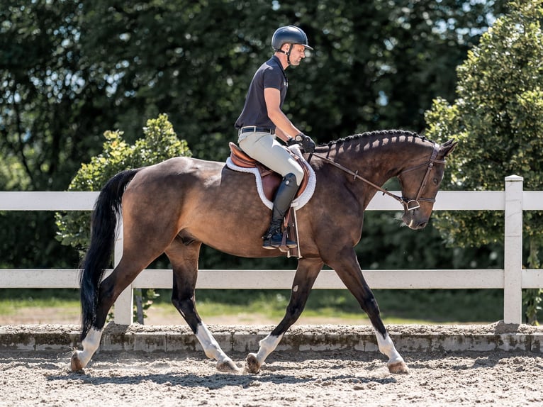 Caballo de salto Oldenburgo Caballo castrado 7 años 168 cm Castaño rojizo in Zduchovice