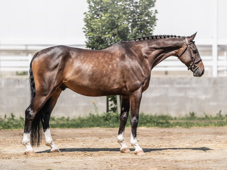 Caballo de salto Oldenburgo Caballo castrado 7 años 168 cm Castaño rojizo in Zduchovice