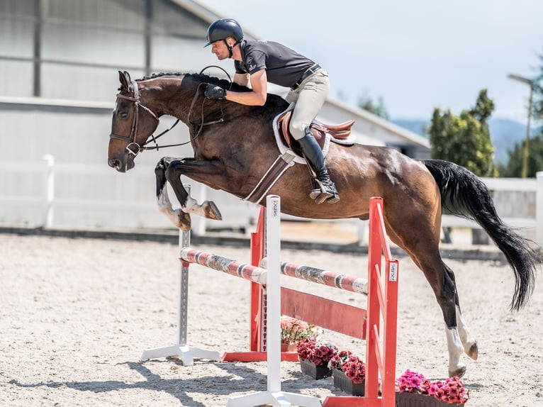 Caballo de salto Oldenburgo Caballo castrado 7 años 168 cm Castaño rojizo in Zduchovice