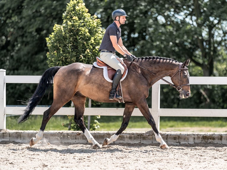 Caballo de salto Oldenburgo Caballo castrado 7 años 168 cm Castaño rojizo in Zduchovice