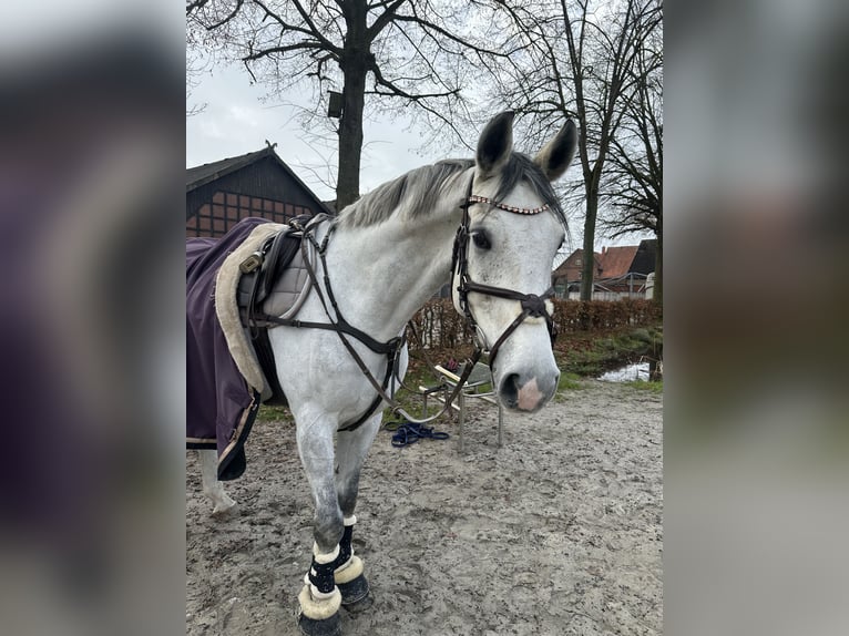 Caballo de salto Oldenburgo Caballo castrado 7 años 168 cm Tordo rodado in Wunstorf