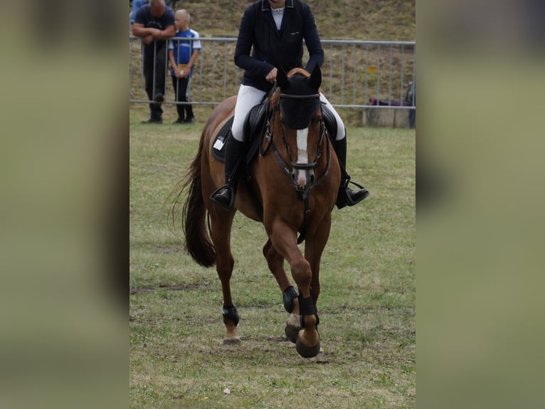 Caballo de salto Oldenburgo Caballo castrado 7 años 169 cm Alazán in Ziepel